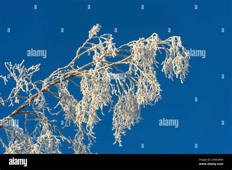 Branches Of Birch Tree Covered With Ice Against Blue Sky Vilhelmina