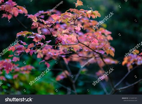 Naked Autumn Trees Few Red Leaves Shutterstock