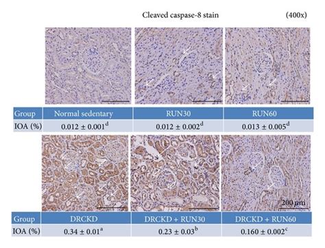 The Assay Of Caspases A IHC Staining Of Cleaved Caspase 9 B IHC