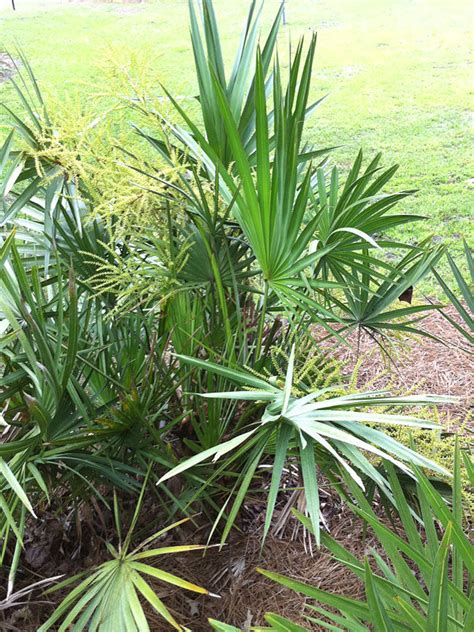 Green Saw Palmetto Palm Serenoa Repens Urban Tropicals