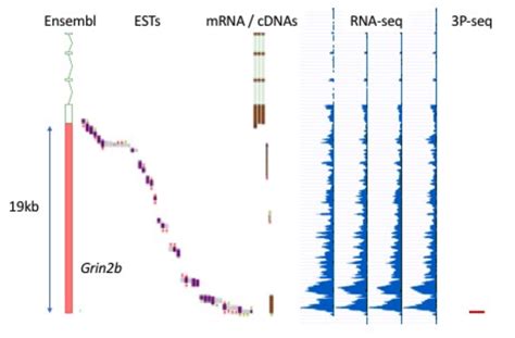 Ensembl Insights How Are UTRs Annotated Ensembl Blog