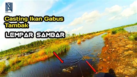 Sambaran Ikan Gabus Predator Tambak Youtube