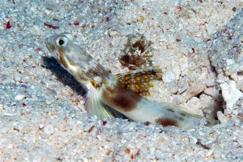 New fish species found in the Great Barrier Reef