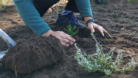 Growing a Sustainable Fynbos Garden | Tips for Success