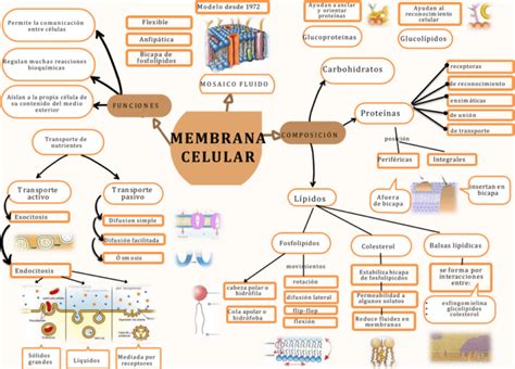 Mapas Conceptuales De La Membrana Celular 【descargar】