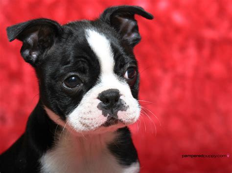 Boston Terrier Puppy Dogs Wallpaper 13518448 Fanpop