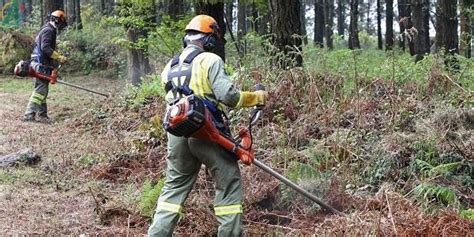 Se Necesita Personal Para Trabajar Como Peones As Forestales AnGratis