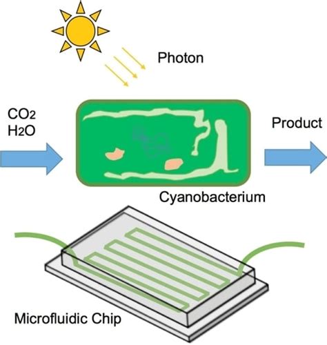 Micromachines Free Full Text Review Of Microfluidic Photobioreactor Technology For Metabolic