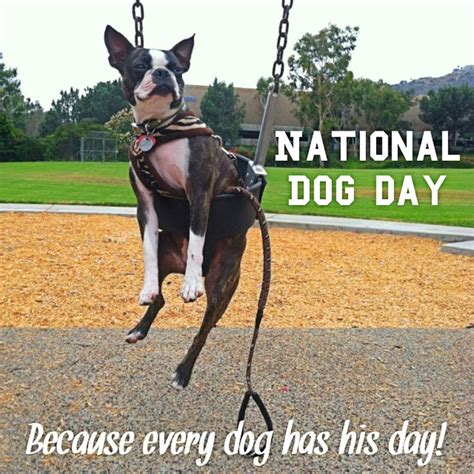 National Dog Day Memes #NationalDogDay