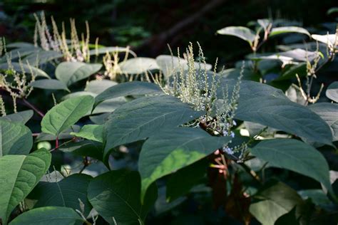 How To Remove Japanese Knotweed From Your Garden Weedingtech