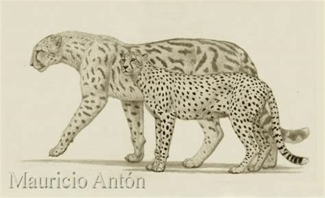 Giant Cheetahs(Acinonyx pardinensis) were like Cheetahs, but Chonkier : r/Naturewasmetal