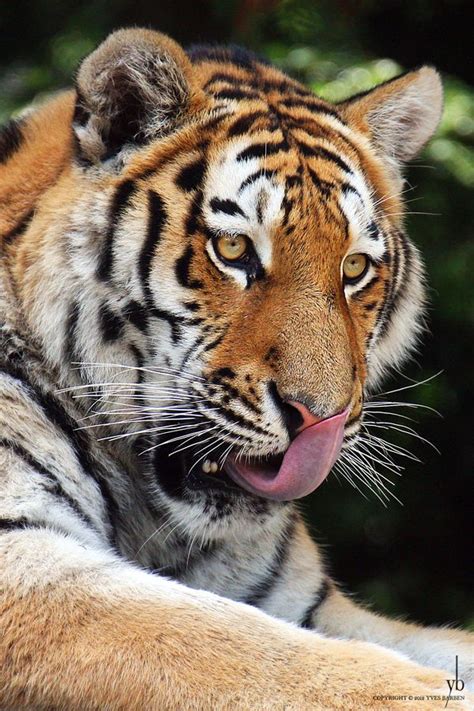 17 Best Images About Tigers Licking Tigers On Pinterest A Tiger