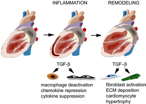 Figure From The Role Of Tgf Signaling In Myocardial Infarction And