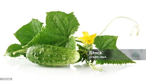 Fresh Raw Gherkin With Foliage And Buds On White Stock Photo Download