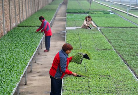 河北肃宁：特色种植助农增收图片新闻中国政府网