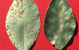 Citrus canker confirmed in Katherine – Australian Interstate Quarantine