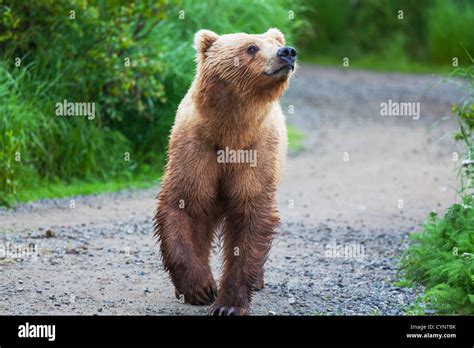 Grizzly bear on Alaska Stock Photo - Alamy