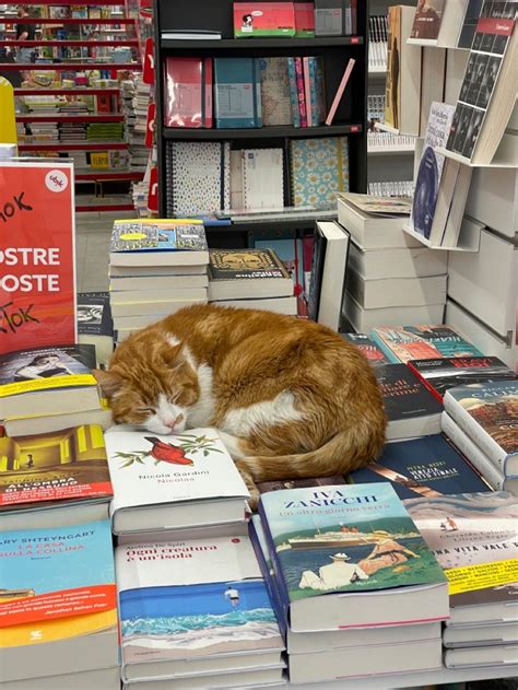 Books Bookstore Cats Pretty Cats Cat Reading