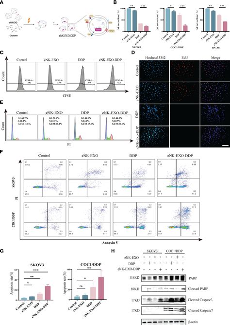 Frontiers Nk Cell Derived Exosomes Enhance The Anti Tumor Effects