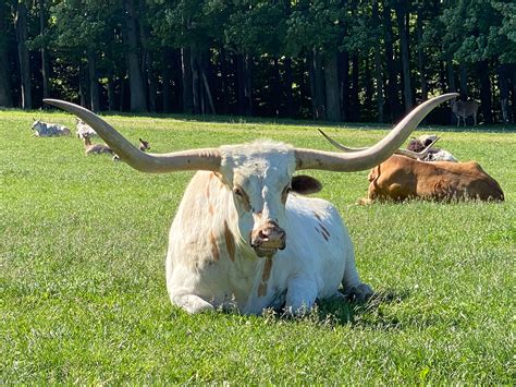 Texas LongHorn Cattle - Varysburg, NY - Hidden Valley Animal Adventure