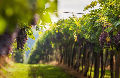 Strade Del Vino In Toscana Itinerari Nel Cuore Della Terra TuscanyPeople