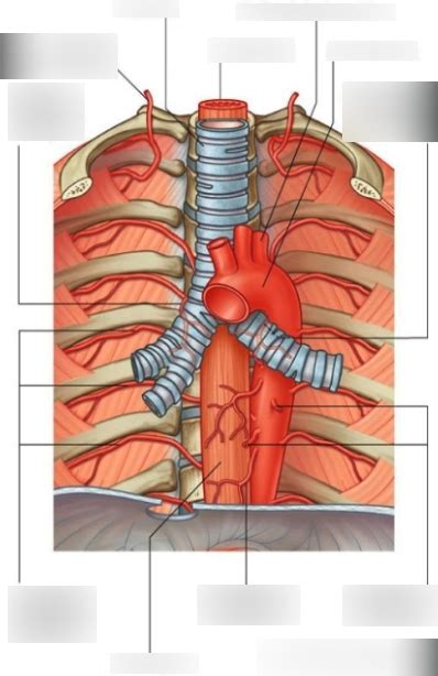 Posterior Intercostal Arteries Diagram Quizlet Hot Sex Picture