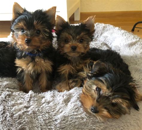 Yorkshire Terrier Suczka Wschowa OLX Pl