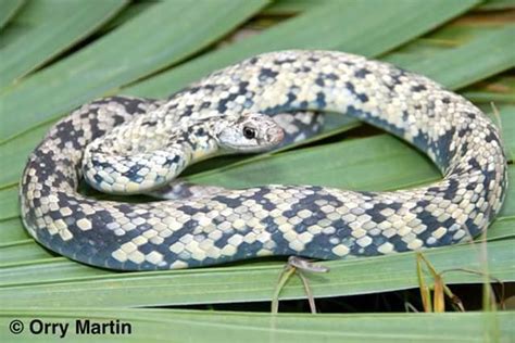 Blue Racer Snake Range