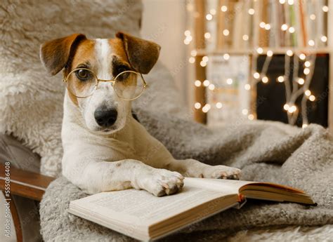 Smart dog in glasses, sits with a book in a chair. Stock Photo | Adobe ...