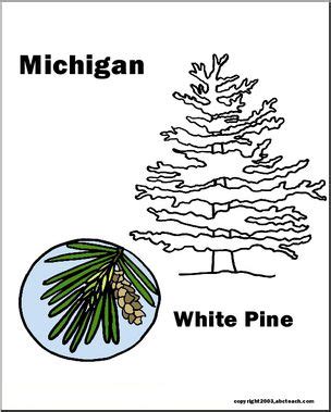 Michigan: State Tree – White Pine – Abcteach