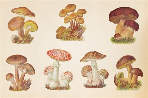 Vintage Mushrooms Clipart By North Sea Studio Thehungryjpeg