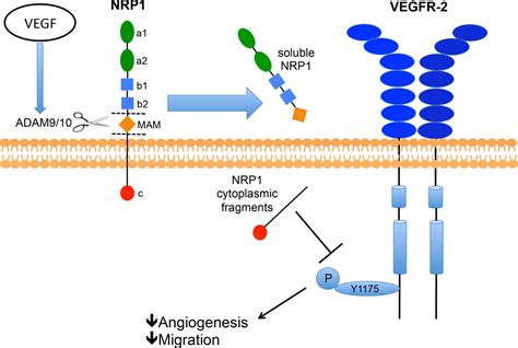 Vegf Vascular Endothelial Growth Factor Induces Nrp1 Neuropilin 1