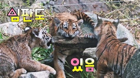 아기 호랑이 오징어 게임 줄다리기 심판도 있음 Baby Tiger Squid Game Tug Of War Youtube