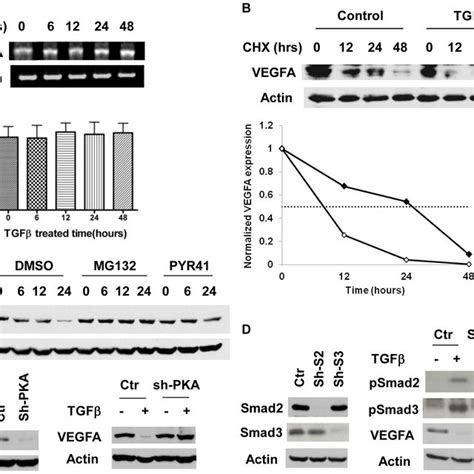 Tgf Beta Regulates Vegfa Expression At The Post Transcriptional Level