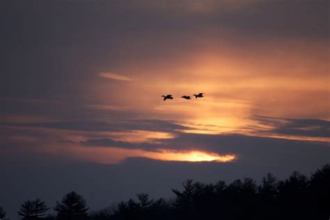 Free picture: birds flying, sunset time, birds, sunset, clouds, trees