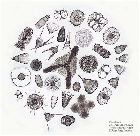 Diatoms Algae Structure