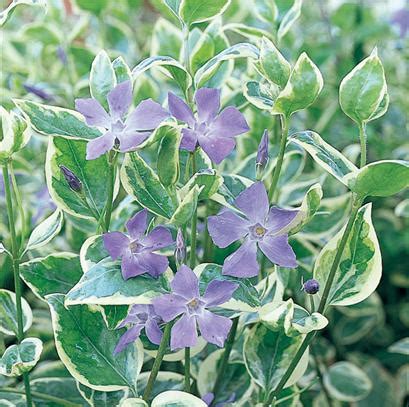 Variegated Vinca Vine - Vinca major 'variegata' | Proven Winners