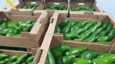 ROBOS TENERIFE Investigado Por Robar 1 600 Kilos De Aguacates De Una