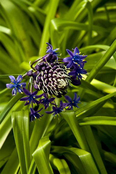 Scilla peruviana – Secret Garden Growers