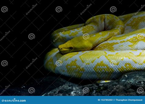 Retikulierte Pythonschlangen Albino Stockfoto Bild Von Tier Frech