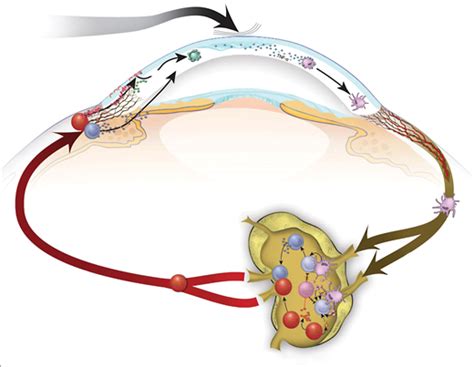 Dry Eye Disease An Immune Mediated Ocular Surface Disorder Ophthalmology Jama Ophthalmology