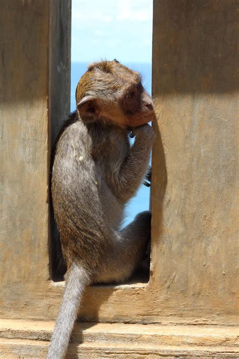 Capturing the Moment: Uluwatu Monkey Temple, Bali