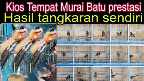 KIOS TEMPAT MURAI BATU PRESTASI HASIL TANGKARAN SENDIRI DI PASAR BURUNG