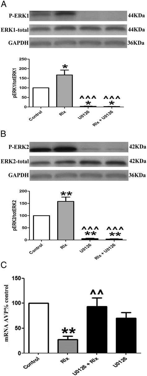 The Mek12 Inhibitor U0126 Prevents The Phosphorylation Of Erk1 And