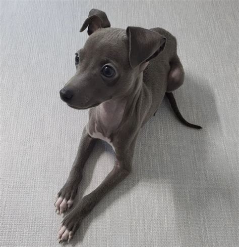 Greyhound puppies for sale – Surprise Puppy Home