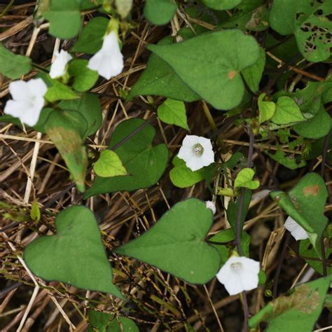 Are Morning Glory Plants Toxic To Dogs Cats