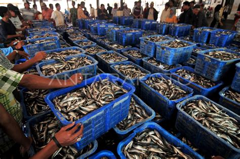 Proses Lelang Ikan Antara Foto