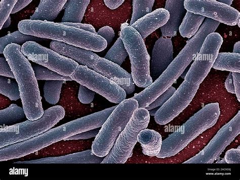 E Coli Bacteria Coloured Scanning Electron Micrograph Sem Escherichia Coli Are Gram