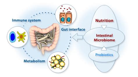 Gut Biome and Body Fat - DSSurgery