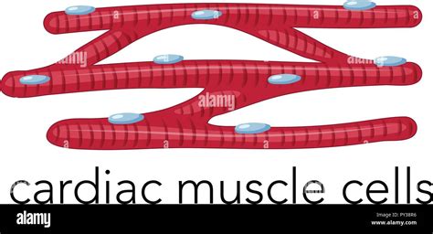 Cardiac Muscle Hi Res Stock Photography And Images Alamy